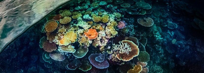 Plate corals