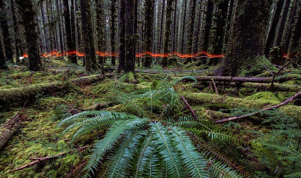 Forest scene