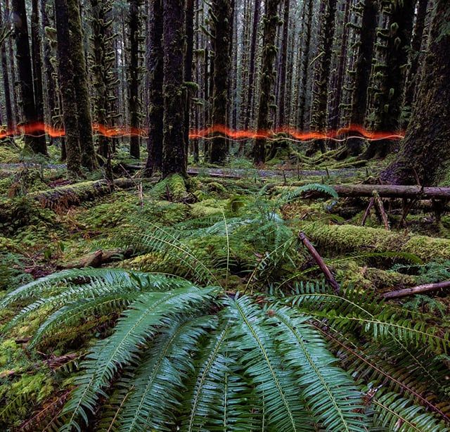 Forest scene