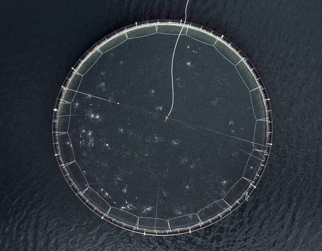 Aerial fish farm